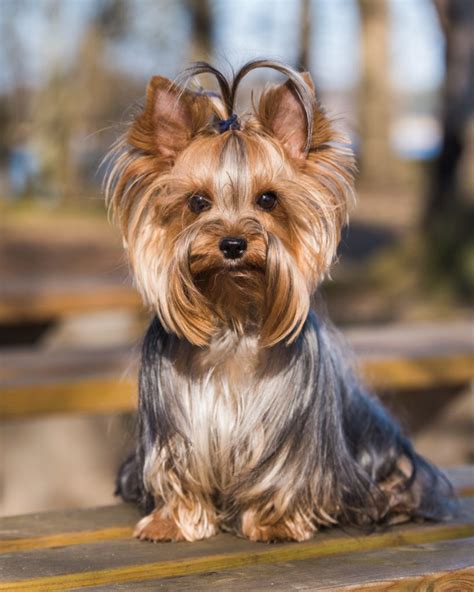 cachorro iorque|Yorkshire terrier .